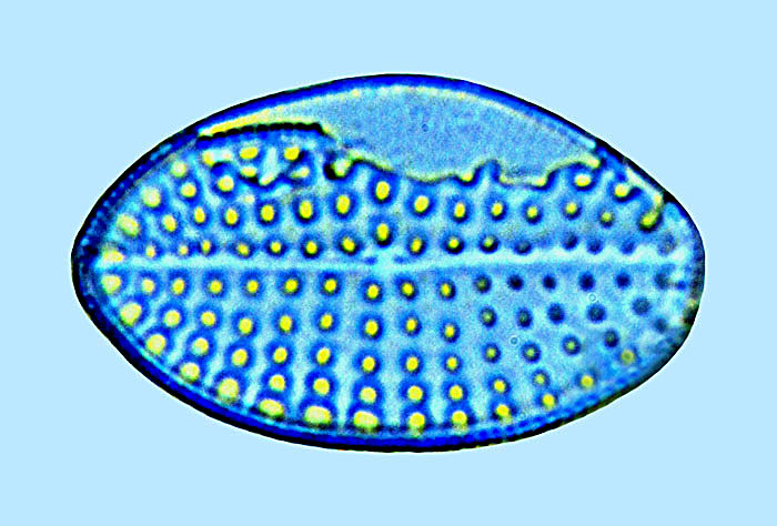 Cocconeis discrepans