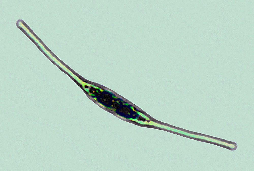 Cylindrotheca closterium