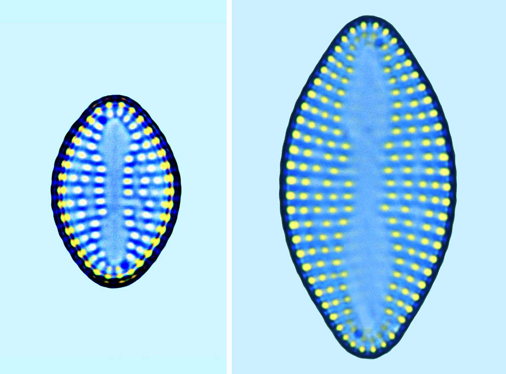 delphineis surirella