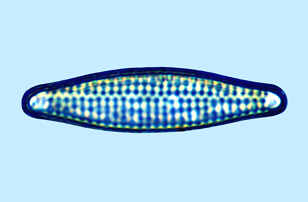 Dimeregramma fulvum