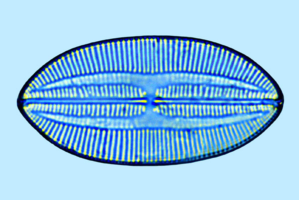 Fallacia forcipata