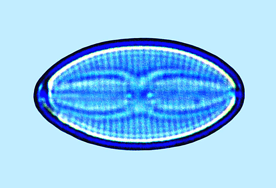 Fallacia forcipata