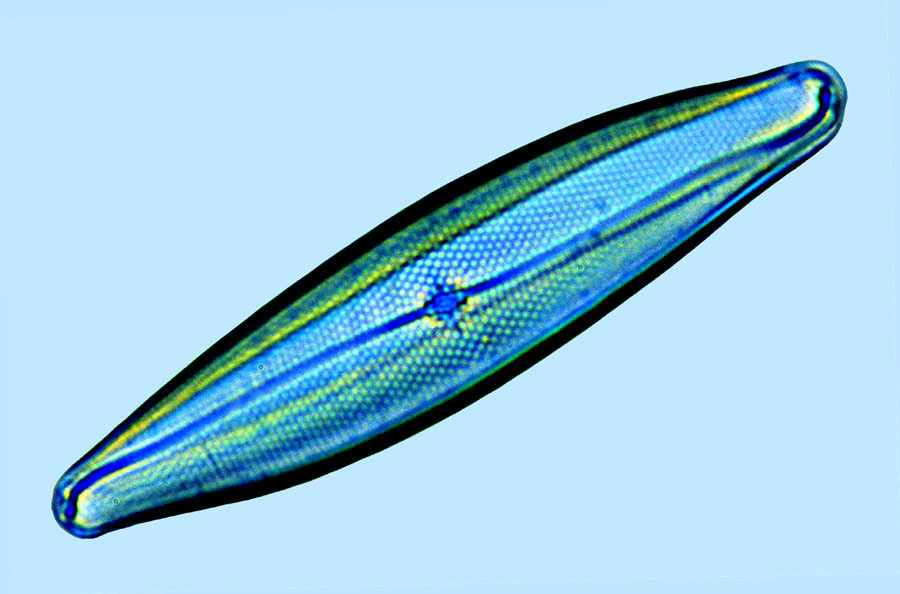 Pleurosigma nicobaricum