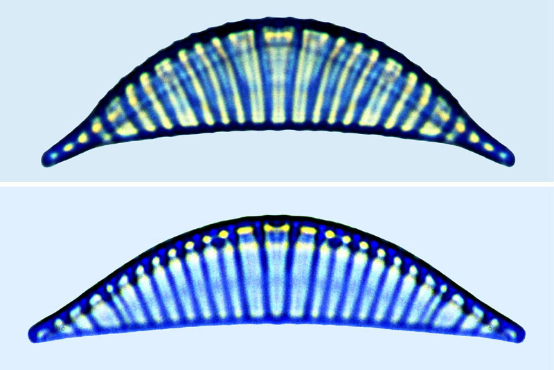 Rhopalodia pacifica