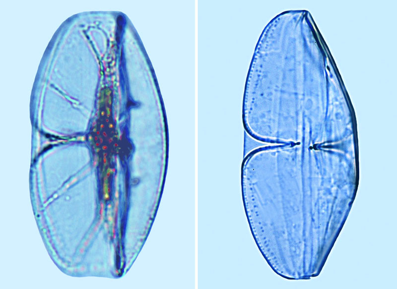Thalassiophysa hyalina