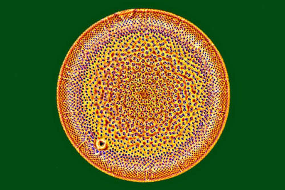 Actinocyclus octonarius