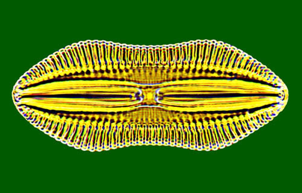 Diploneis constricta