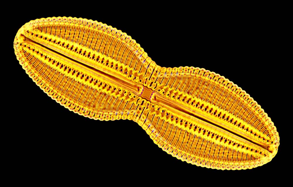 Diploneis crabro