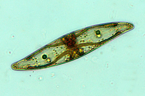 Pleurosigma affine