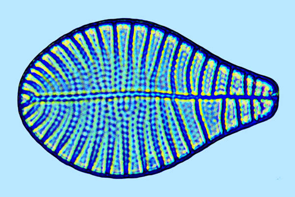 Podocystis americana