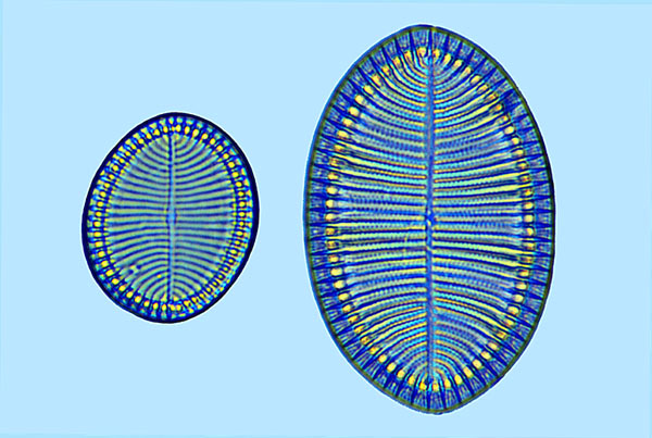 Cocconeis britannica