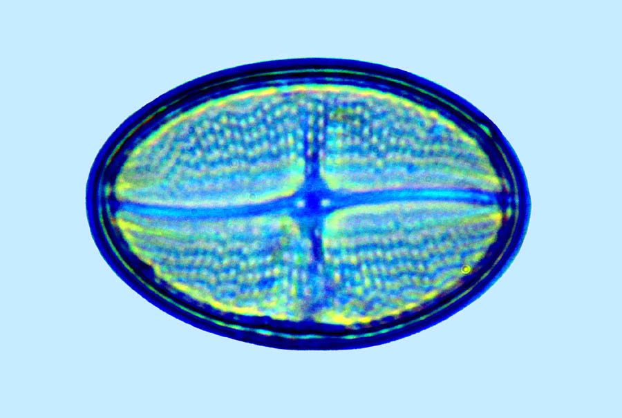 Cocconeis dirupta var. flexella