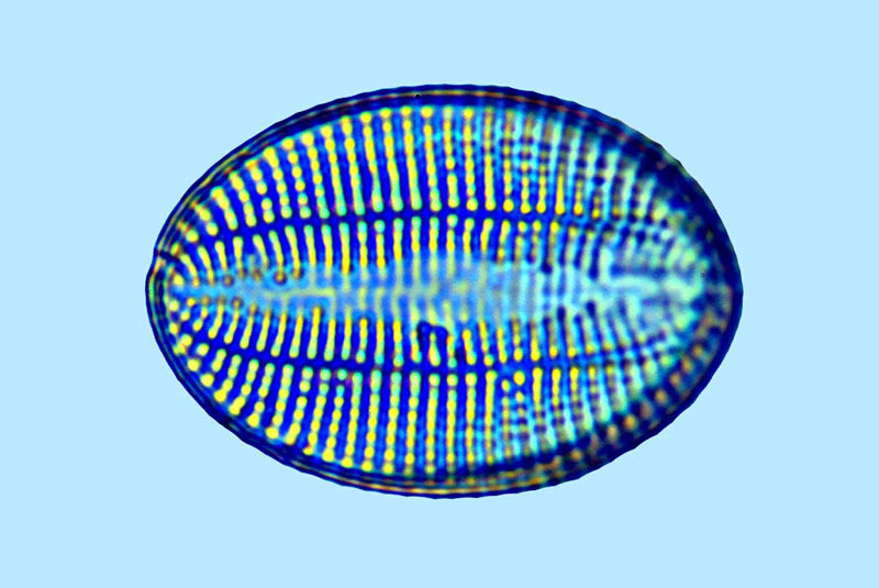 Cocconeis fluminensis