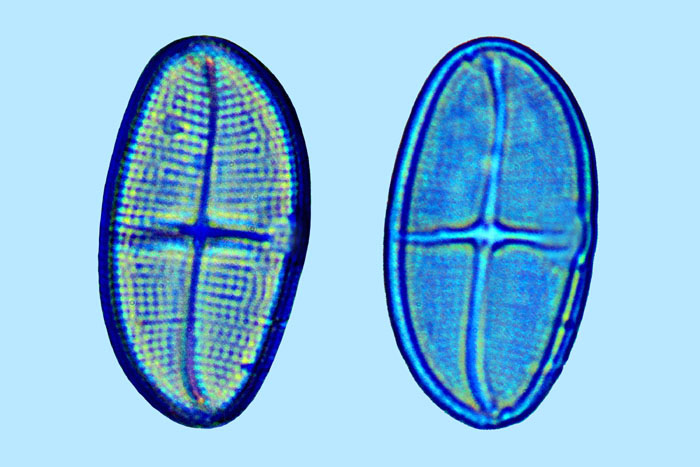 Cocconeis pseudodiruptoides