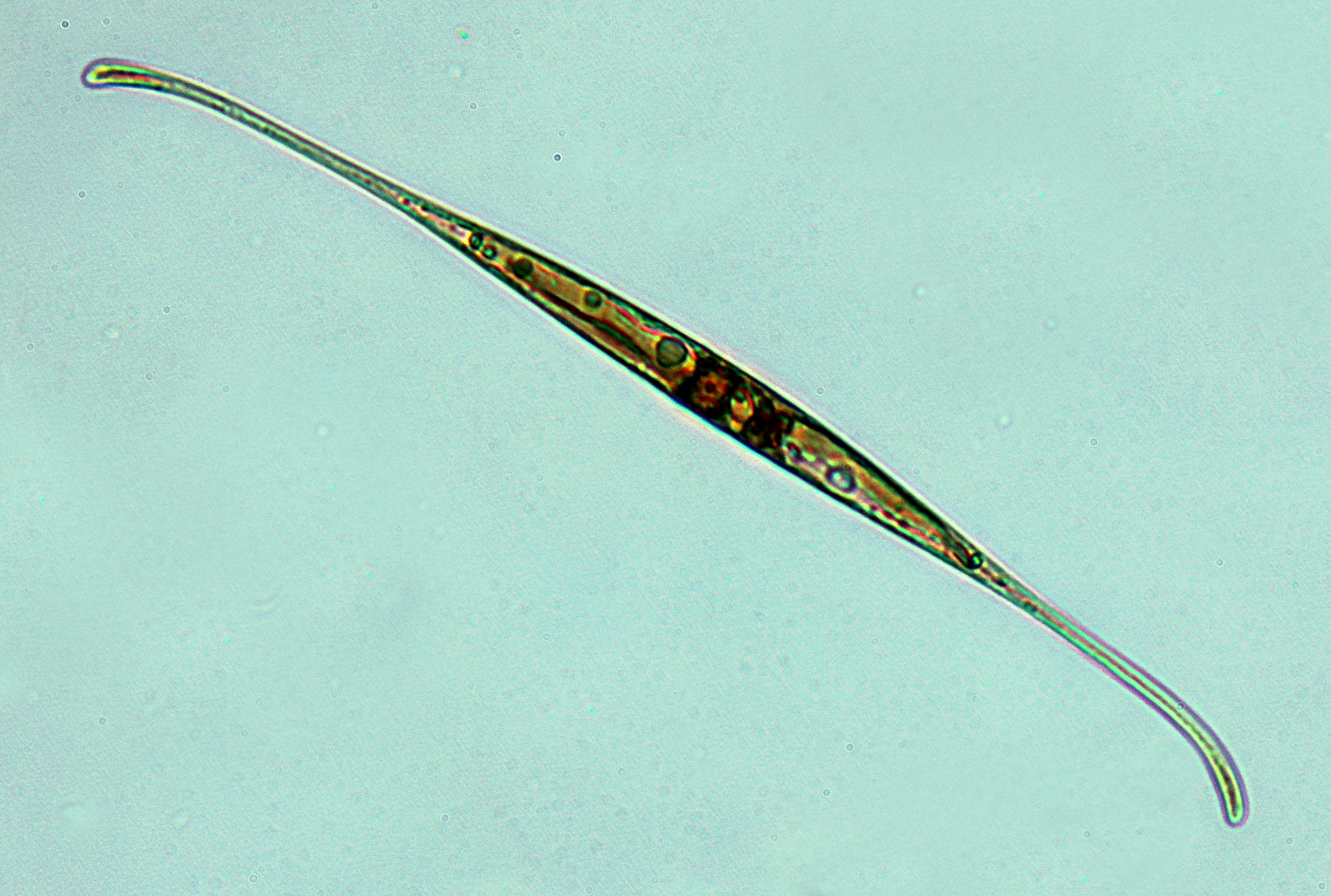 Cylindrotheca closterium