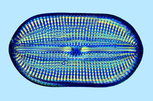 Diploneis fusca