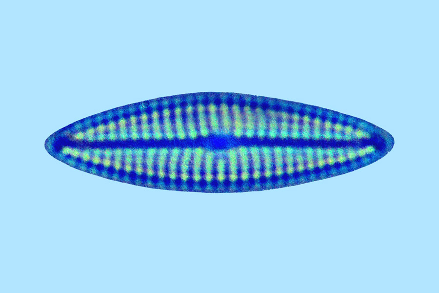 Navicula dumontiae