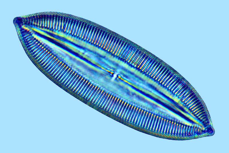 Navicula palpebralis