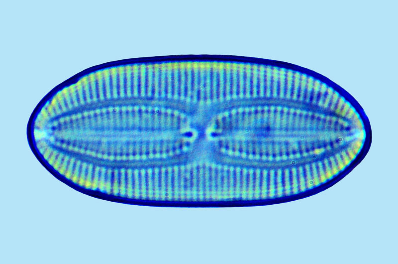 Fallacia forcipata