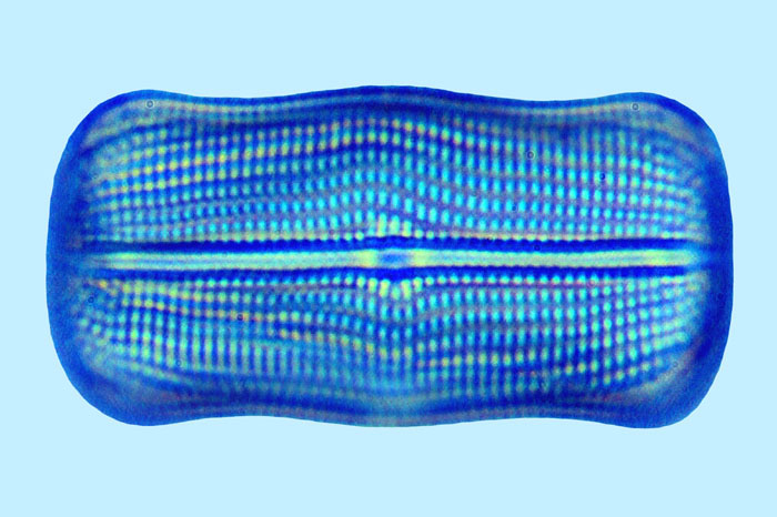 Cistula lorenziana