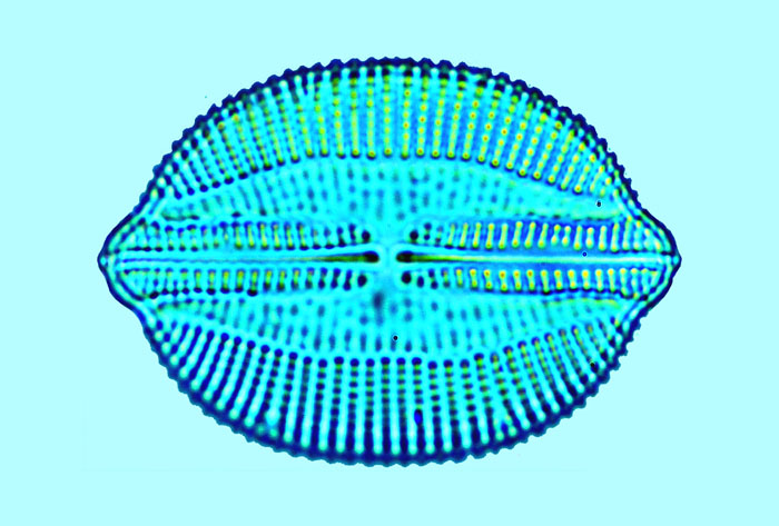Diamagal Lyrella clavata
