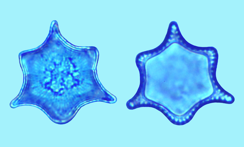Triceratium Dubium