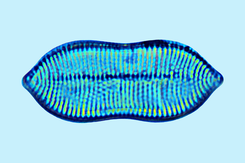 Tryblionella coarctata