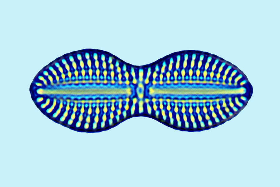 Mediolittoral Diploneis apis