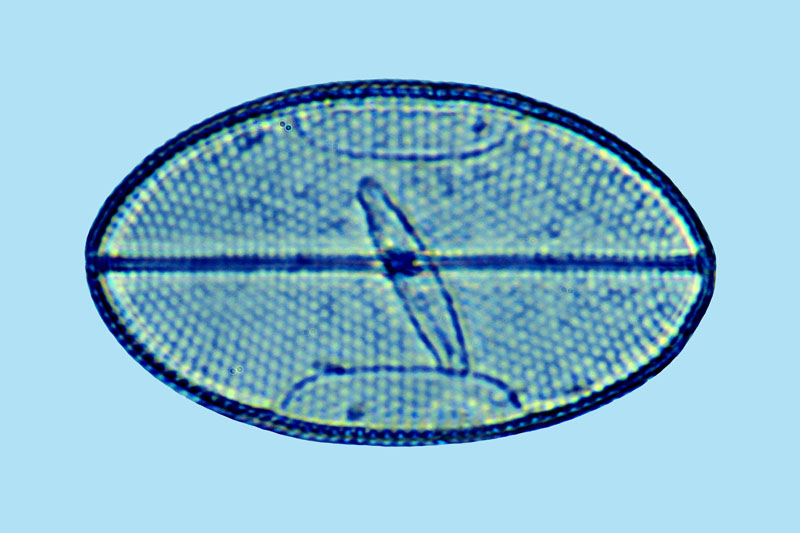 Mediolittoral Mastogloia binotata