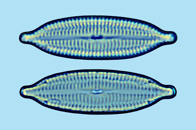 Mediolittoral Mastogloia corsicana