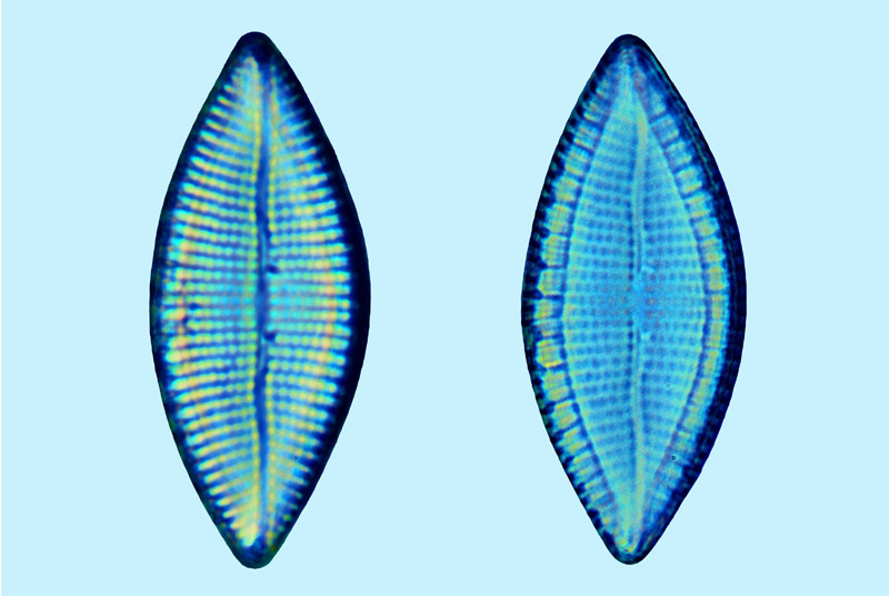 Mediolittoral Mastogloia rhombica