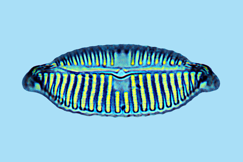 Navicula crucifera