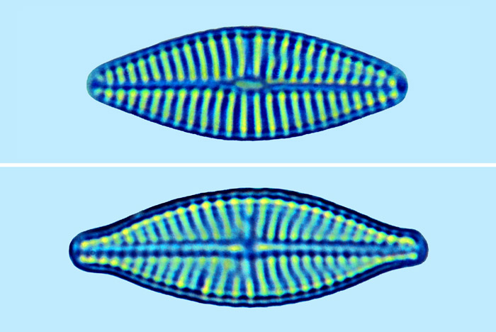 Planothidium campechianum