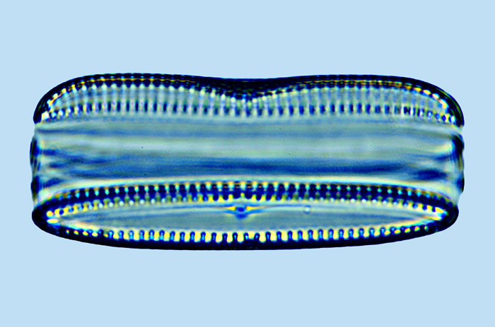 Biremis ambigua