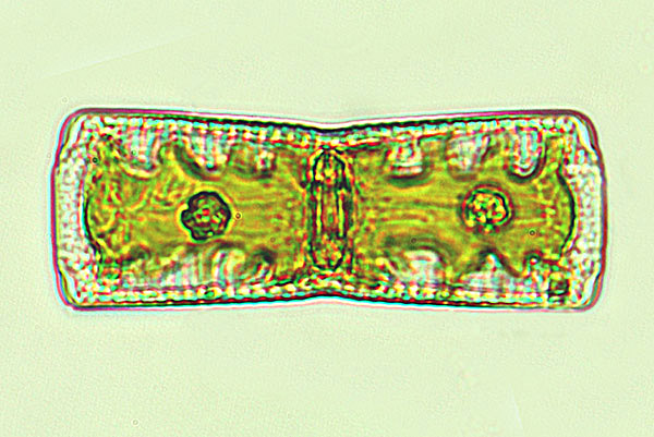 Navicula cancellata