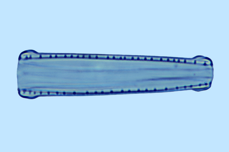 Nitzschia spathulata
