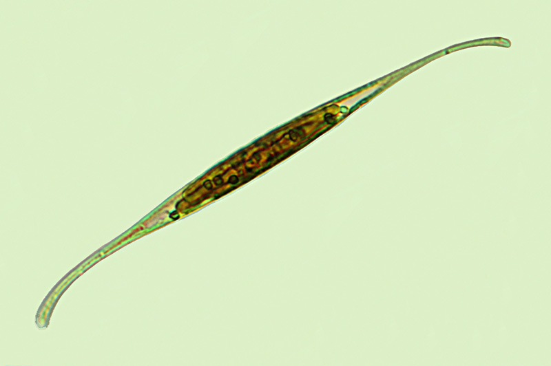 Cylindrotheca closterium