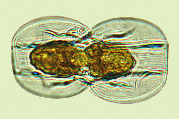 Entomoneis paludosa