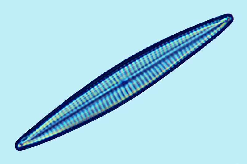 Navicula pavillardi