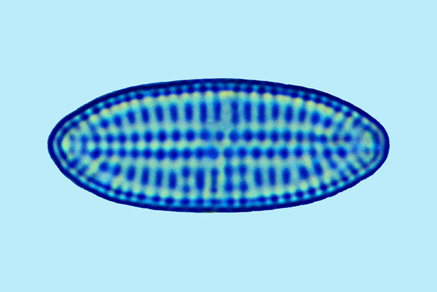 Mediolittoral Cocconeis discrepans