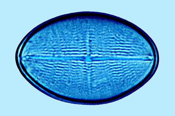 Mediolittoral Cocconeis molesta