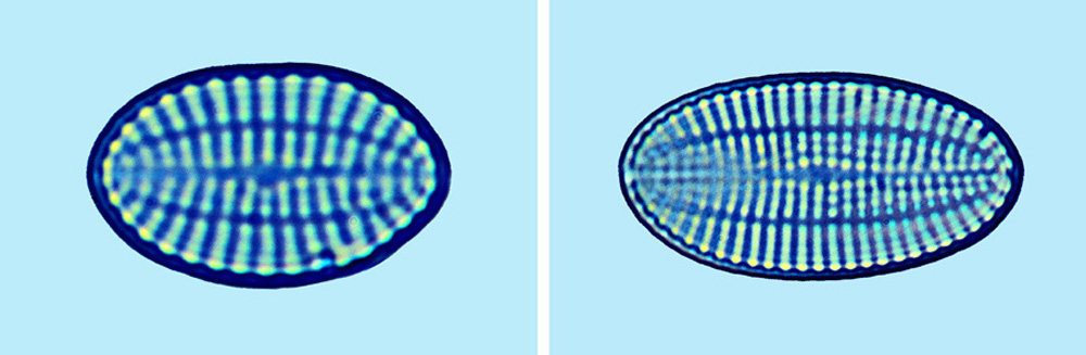 Mediolittoral Cocconeis peltoides
