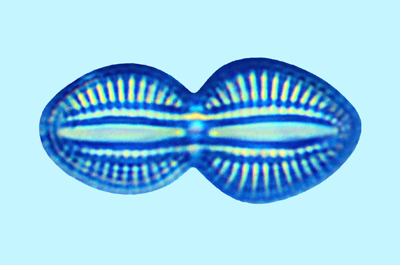 Mediolittoral Diploneis caffra