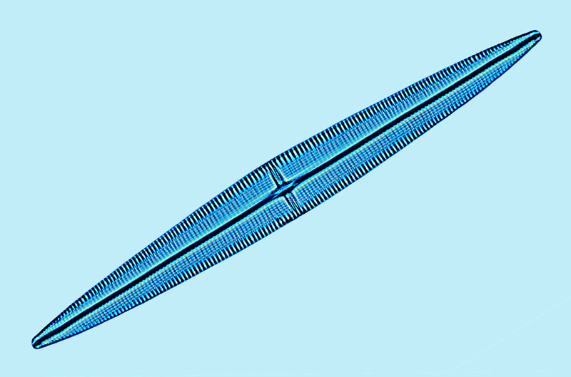 Mediolittoral Haslea crucigera