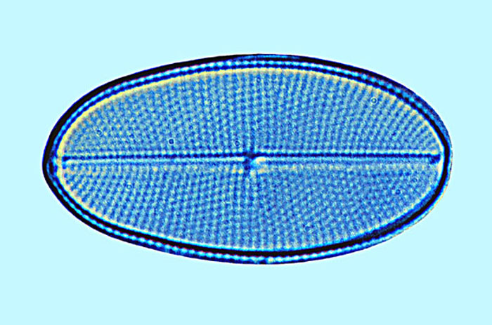 Cocconeis disculus