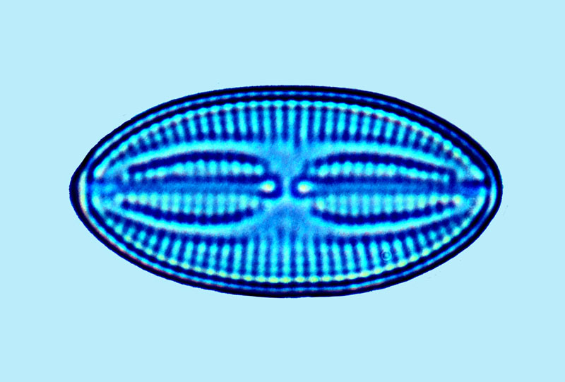 Fallacia subforcipata