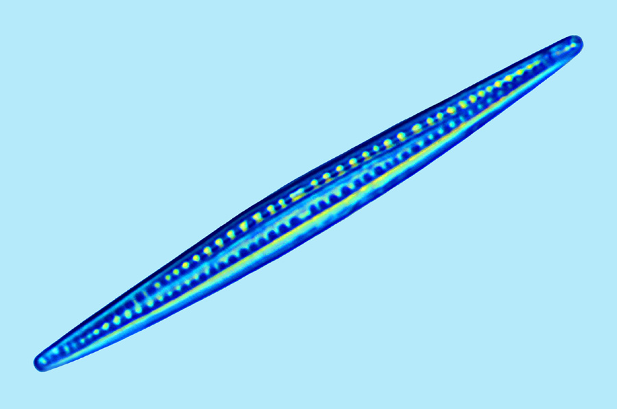 Saumatdeux Nitzschia incognita