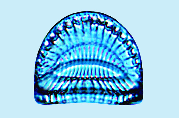 Campylodiscus thuretii