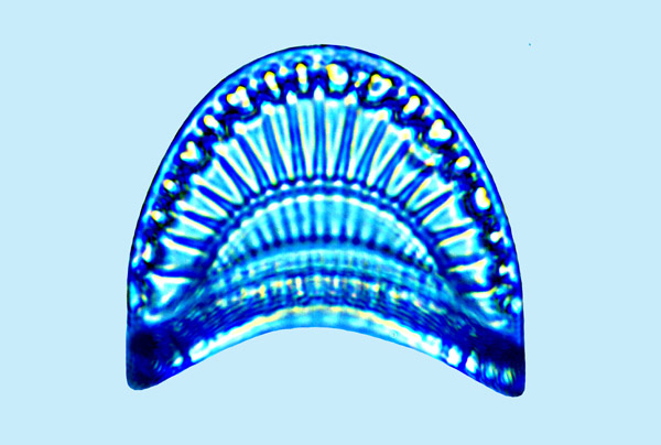 Campylodiscus thuretii