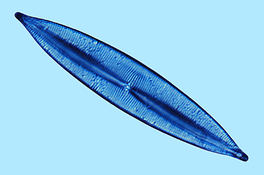 Plagiotropis lepidoptera
